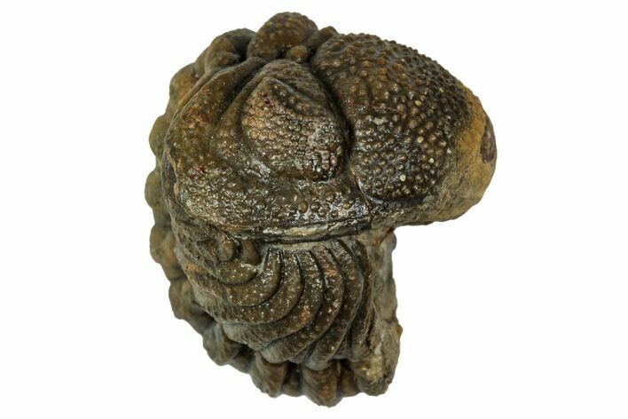 Wide, Enrolled Morocops Trilobite - Morocco #347227